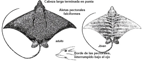 Pteromylaeus bovinus_01